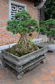 Vietnam, HANOI, Temple of Literature, courtyard, bonsai trees, VT851JPL