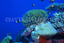 Virgin Islands (US), ST JOHN, coral reef, underwater coral, CAR1219JPL