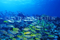 Virgin Islands (US), ST JOHN, coral reef fish, Blue Stripe Snapper, CAR1217JPL