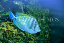 Virgin Islands (US), ST JOHN, coral reef fish, CAR1223JPL