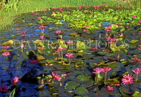 Virgin Islands (US), ST THOMAS, Lily pond, CAR1214JPL