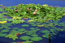 Virgin Islands (US), ST THOMAS, Lily pond, CAR1215JPL
