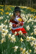 WALES, North Wales, Anglesey, girl intraditional costume, posing with daffodils, WAL746JPL