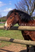 WALES, South Wales, Glamorgan, farm scene, horse by fence, WAL863JPL