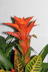 AUSTRALIA, New South Wales, Bromeliad (Guzmania) flowers, AUS1345JPL