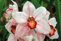 AUSTRALIA, New South Wales, orchid farm, Cymbidium Orchids, AUS1286JPL
