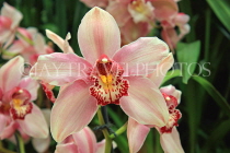 AUSTRALIA, New South Wales, orchid farm, Cymbidium Orchids, AUS1288JPL