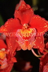 AUSTRALIA, New South Wales, orchid farm, Odontioda, South American hybrid, AUS1297JPL