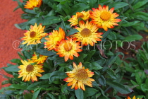 AUSTRALIA, Northern Territory, Alice Springs, Daisies, AUS1313JPL