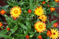 AUSTRALIA, Northern Territory, Alice Springs, Daisies, AUS1314JPL