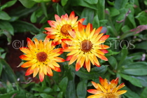 AUSTRALIA, Northern Territory, Alice Springs, Daisies, AUS1315JPL