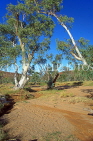 AUSTRALIA, Northern Territory, Alice Springs, River Todd (dry) and Gum trees, AUS411JPL