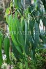 AUSTRALIA, Northern Territory, Ghost Gum Tree (Eucalyptus), leaves, AUS1319JPL