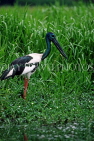 AUSTRALIA, Northern Territory, Kakadu National Park, Black Necked Jabiru, AUS850JPL