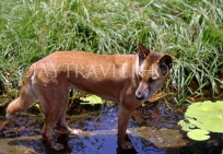 AUSTRALIA, Northern Territory, Kakadu National Park, Dingo, AUS854JPL