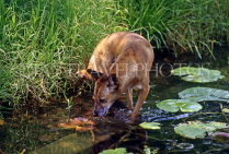 AUSTRALIA, Northern Territory, Kakadu National Park, Dingo at waterhole, AUS855JPL