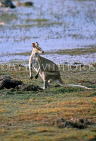 AUSTRALIA, Northern Territory, Kakadu National Park, Kangaroo, AUS853JPL