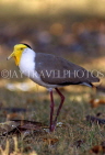 AUSTRALIA, Northern Territory, Kakadu National Park, Masked Plover, AUS849JPL
