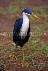 AUSTRALIA, Northern Territory, Kakadu National Park, Pied Heron, AUS847JPL