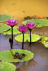 AUSTRALIA, Northern Territory, Kakadu National Park, Water Lily, AUS858JPL
