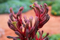 AUSTRALIA, Northern Territory, Kangaroo Paw flowers, AUS1326JPL
