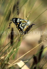 AUSTRALIA, Northern Territory, West MacDonnell Nat Park, Butterfly, AUS498JPL