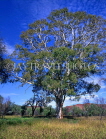 AUSTRALIA, Northern Territory, West MacDonnell Nat Park, Ghost Gum Walk, Ghost Gum Tree, AUS1240JPL