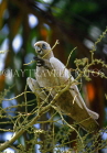 AUSTRALIA, Northern Territory, White CORELLA (Cockatoo), AUS848JPL