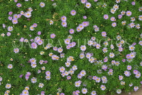 AUSTRALIA, Northern Territory, wild flowers, AUS1327JPL