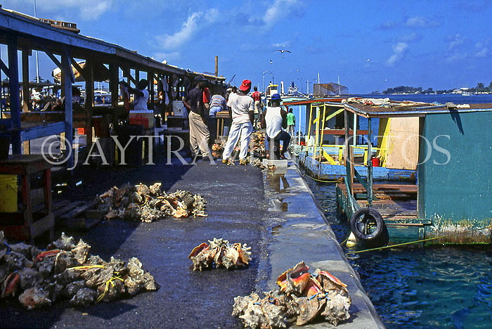 BAHAMAS, New Providence Island, Nassau, Potters Cay, fish market stalls and conch shells, BAH173JPL