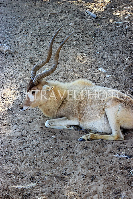 BAHRAIN, Al Areen Wildlife Park, Arabian Addax, BHR1996JPL