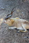BAHRAIN, Al Areen Wildlife Park, Arabian Addax, BHR1997JPL