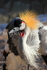 BAHRAIN, Al Areen Wildlife Park, Crowned Crane, BHR1979JPL
