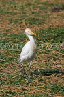 BAHRAIN, Al Areen Wildlife Park, Egret, BHR1580JPL