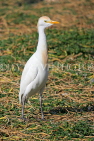 BAHRAIN, Al Areen Wildlife Park, Egret, BHR1581JPL