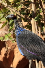 BAHRAIN, Al Areen Wildlife Park, Guineafowl, BHR1995JPL