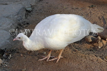 BAHRAIN, Al Areen Wildlife Park, White Peacock, Peahen, BHR1989JPL