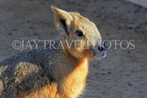 BAHRAIN, Al Areen Wildlife Park, mammals, BHR2010JPL