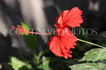 BAHRAIN, Al Jasra, house garden, Hibiscus flower, BHR1931JPL
