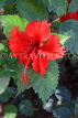 BAHRAIN, Al Jasra, house garden, red Hibiscus flower, BHR1513JPL