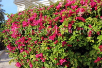 BAHRAIN, Al Jasra, house garden flowers, Bougainvillea, BHR2268JPL