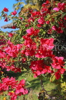 BAHRAIN, Al Jasra, house garden flowers, Bougainvillea, BHR2422JPL