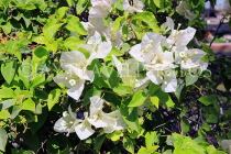 BAHRAIN, Al Jasra, house garden flowers, Bougainvillea, BHR2424JPL