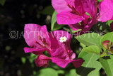 BAHRAIN, Al Jasra, house garden flowers, Bougainvillea flowers, BHR1481JPL