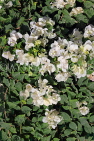 BAHRAIN, Al Jasra, house garden flowers, Bougainvillea flowers, BHR1482JPL