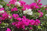 BAHRAIN, Al Jasra, house garden flowers, Bougainvillea flowers, BHR1484JPL