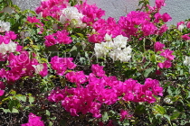 BAHRAIN, Al Jasra, house garden flowers, Bougainvillea flowers, BHR1484JPL