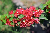 BAHRAIN, Al Jasra, house garden flowers, Bougainvillea flowers, BHR1486JPL