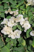 BAHRAIN, Al Jasra, house garden flowers, Bougainvillea flowers, BHR1488JPL
