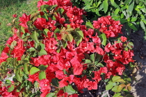 BAHRAIN, Al Jasra, house garden flowers, Bougainvillea flowers, BHR1808JPL